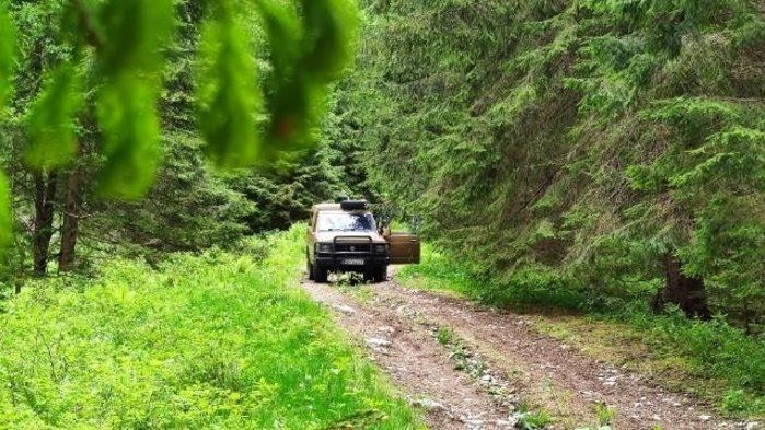 V lese na Slovensku našli mrtvého muže, mohl ho zabít medvěd